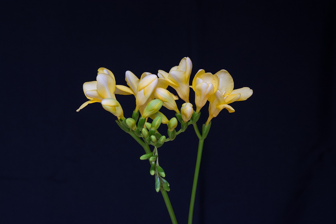 Image - flowers yellow flowers freesia