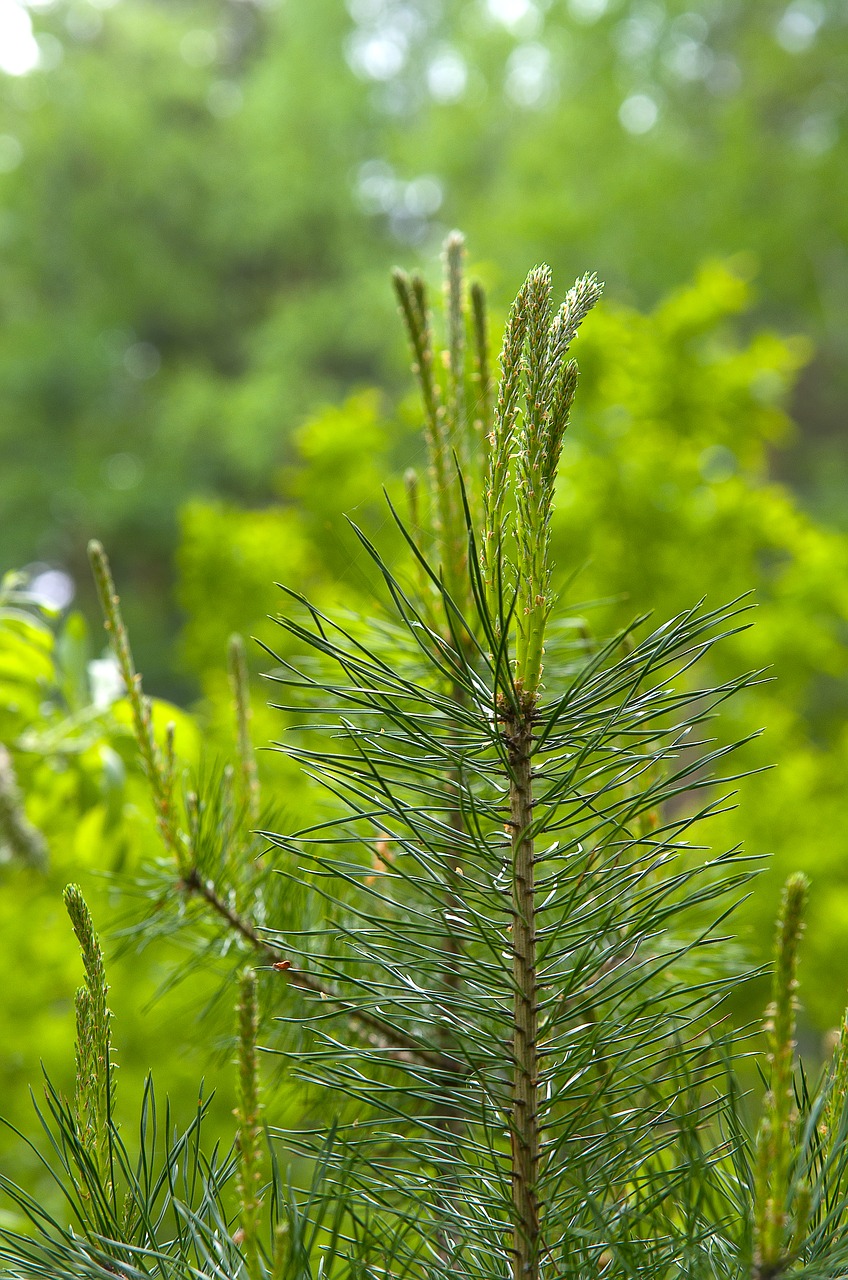 Image - spring pine green coniferous tree