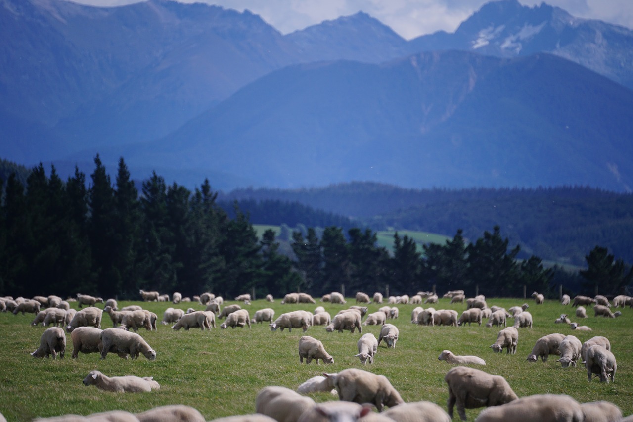 Image - sheep new zealand farm agriculture