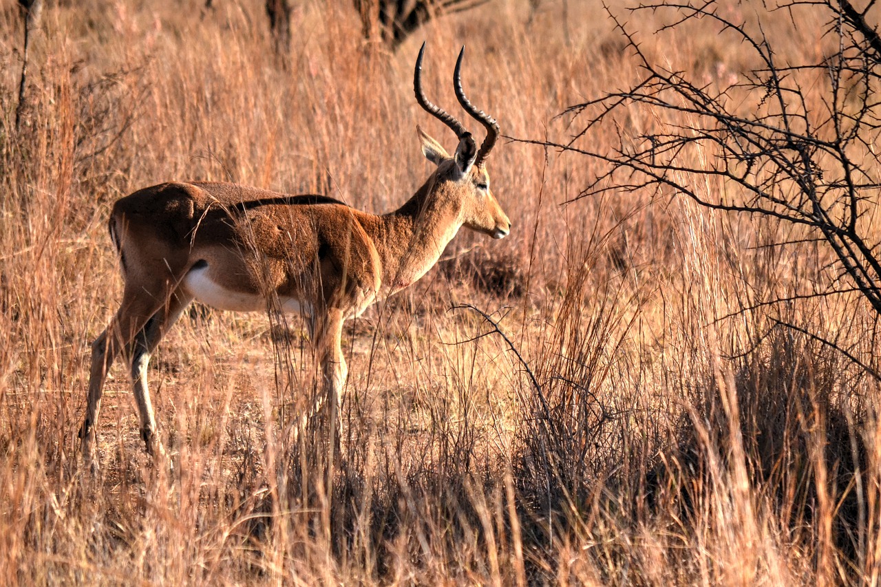 Image - africa sun safari wild life