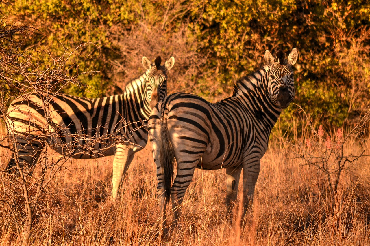 Image - africa sun zebras safari wild life