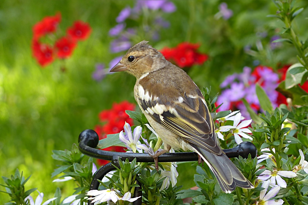 Image - animal bird buchfink young