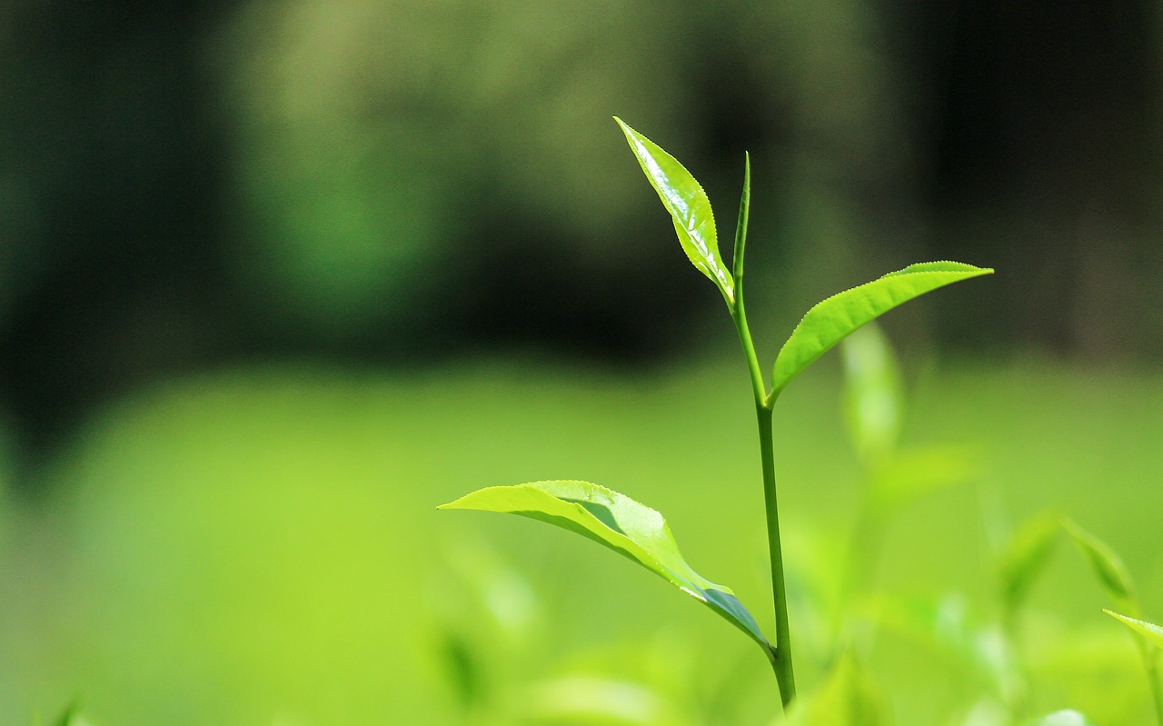 Image - tea ceylontea srilanka tealeaves