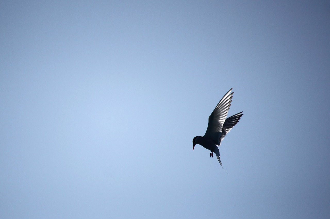 Image - common tern bird himmel flying