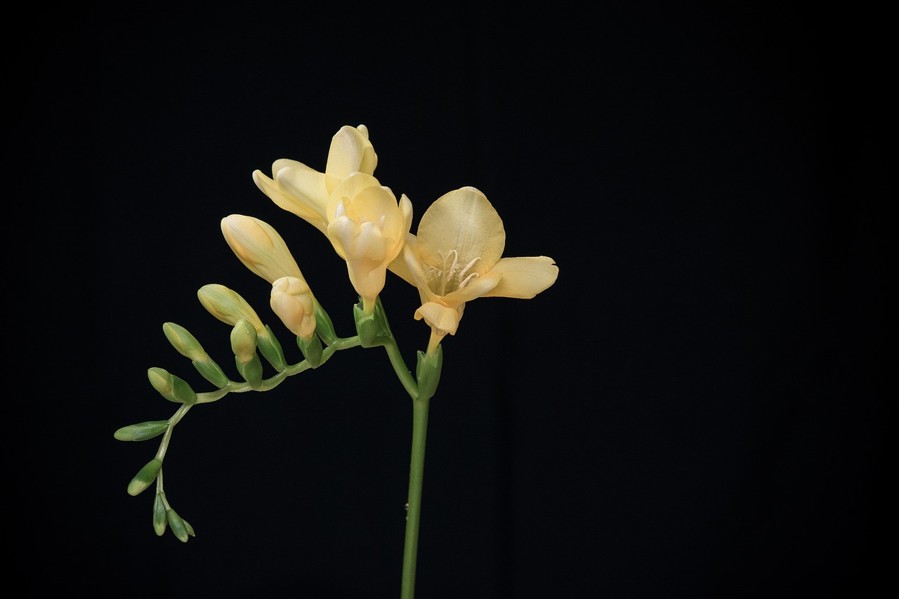 Image - flowers yellow flowers freesia