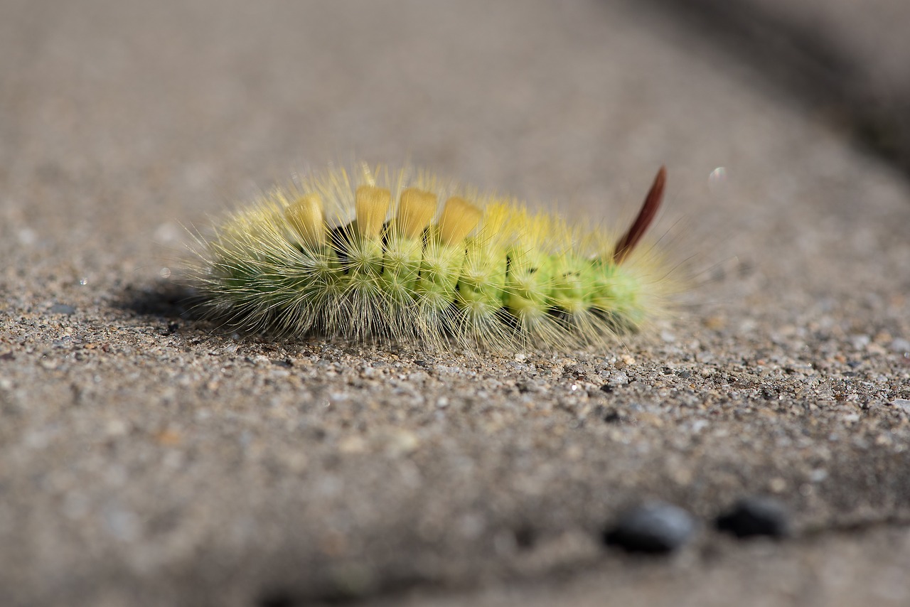 Image - caterpillar green green caterpillar