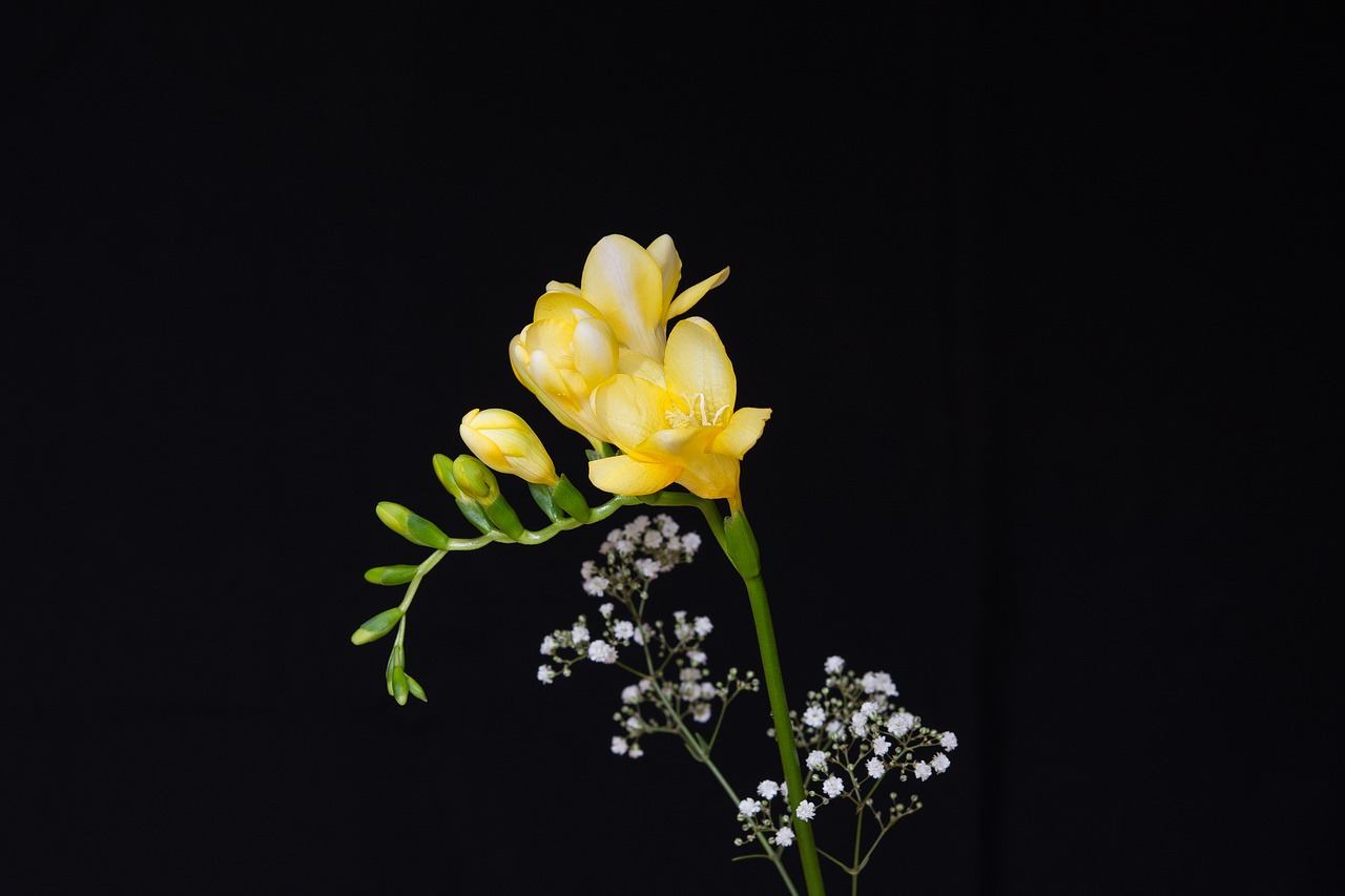 Image - flowers yellow flowers freesia