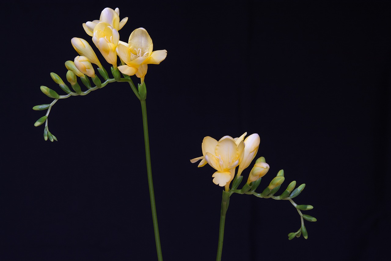 Image - flowers yellow flowers freesia