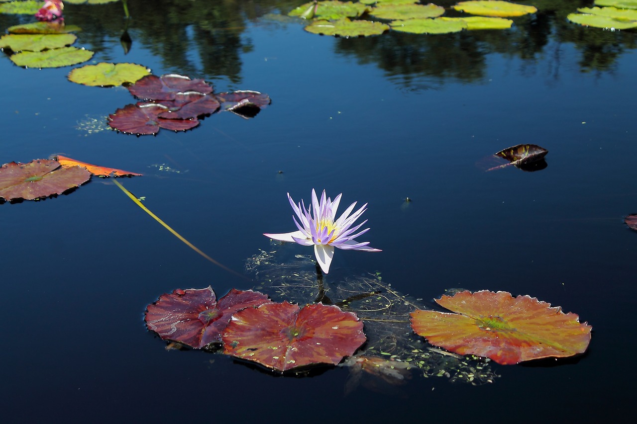 Image - waterlilly flower texas water