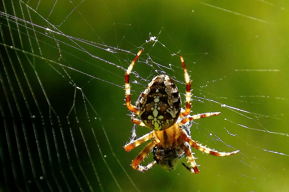 Image - spider spider webs close