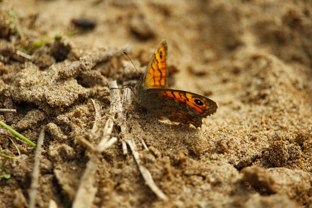 Image - nature insect butterfly wing