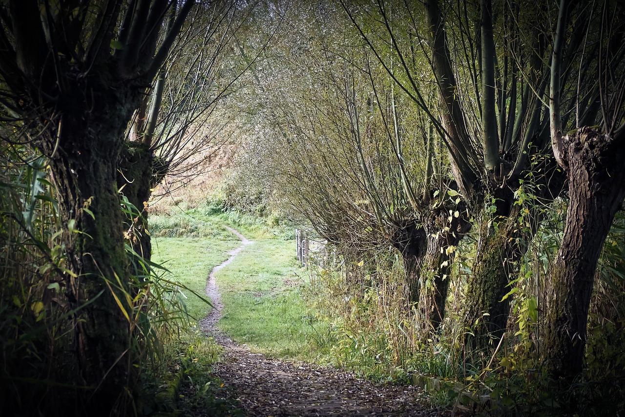 Image - trees graze nature weeping willow