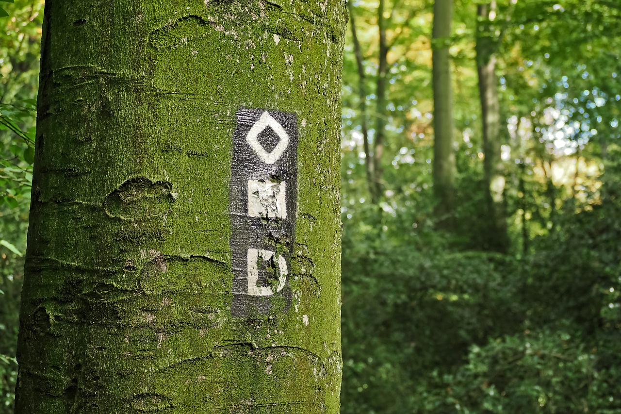 Image - tree forest nature landscape