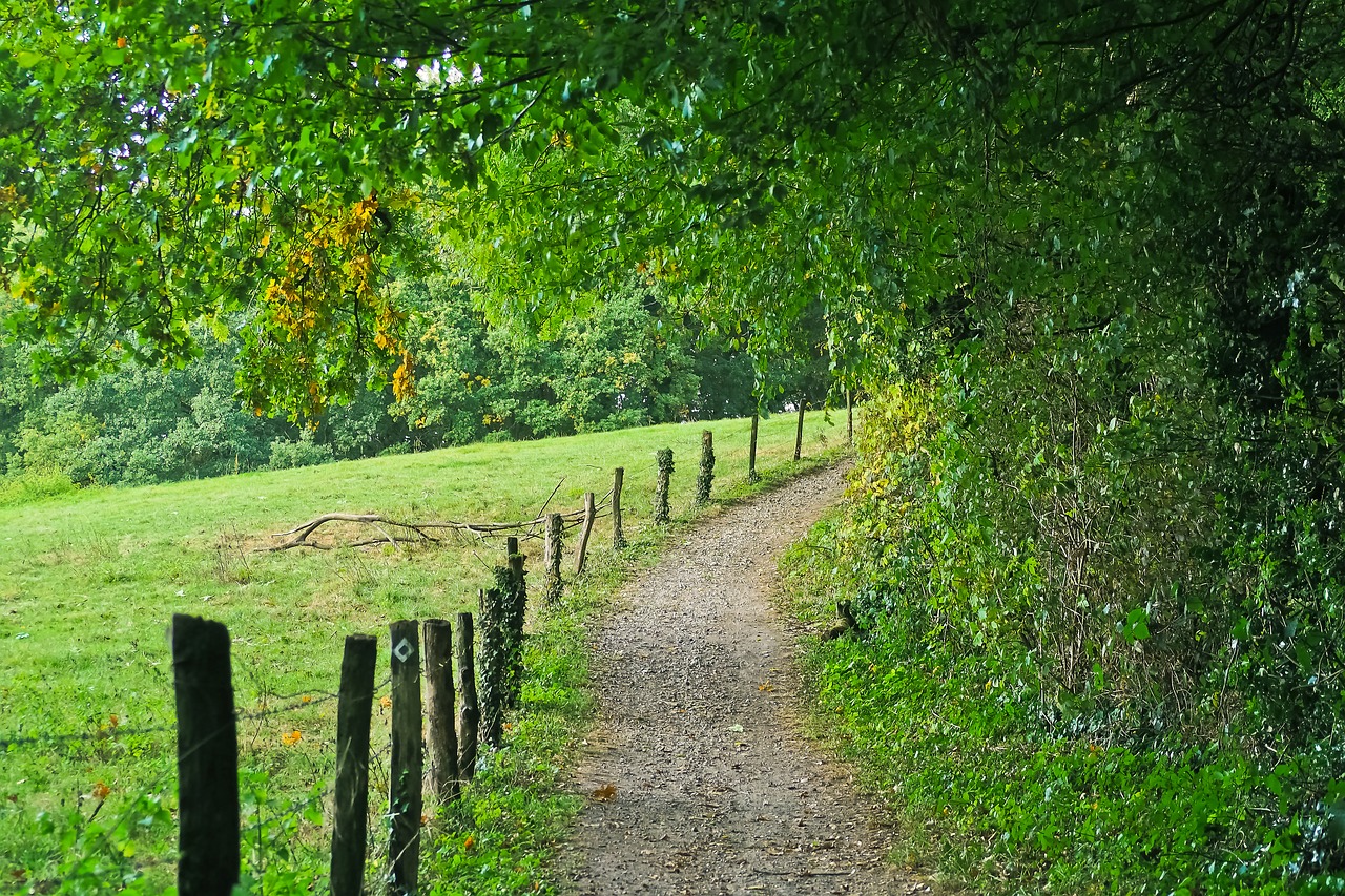 Image - forest away nature forest path