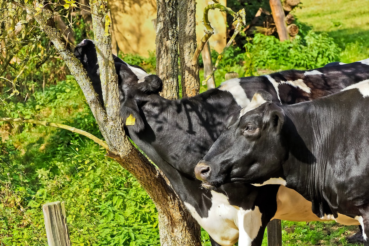 Image - cow animal agriculture brown farm