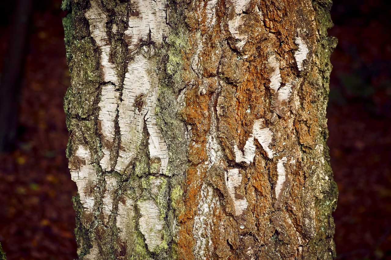 Image - tree bark nature log birch