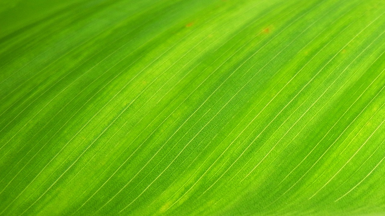 Image - green leaf natural wallpaper