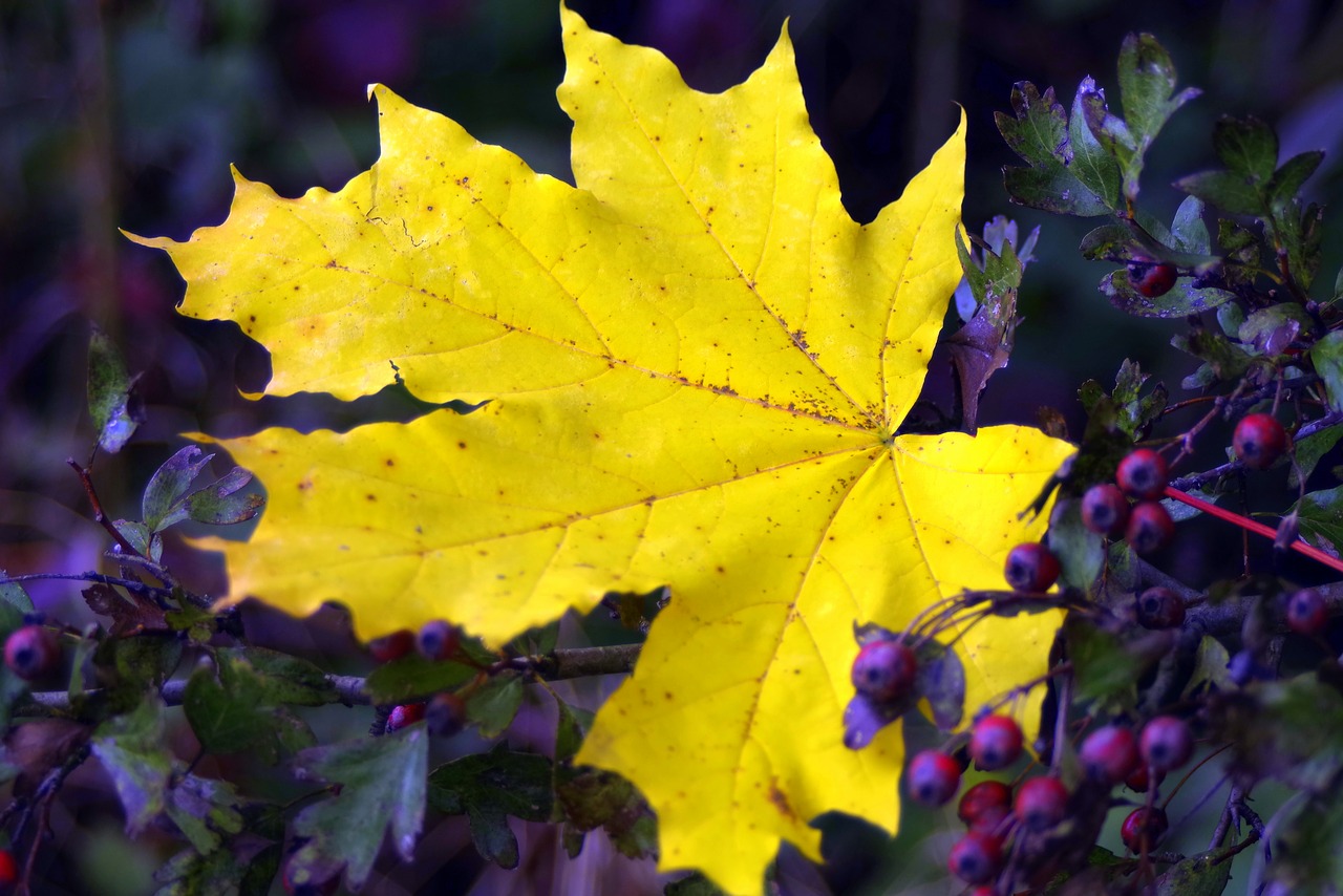 Image - clone leaf yellow gold autumn