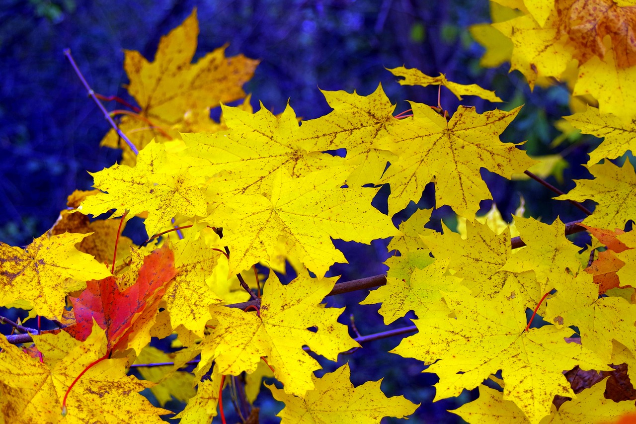 Image - clone leaf yellow gold autumn