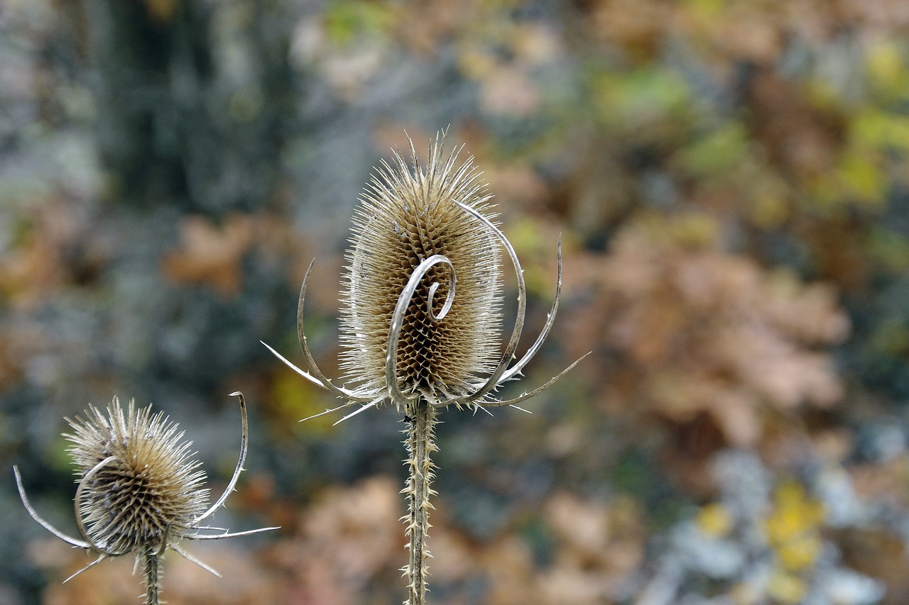 Image - thistle autumn brown dry