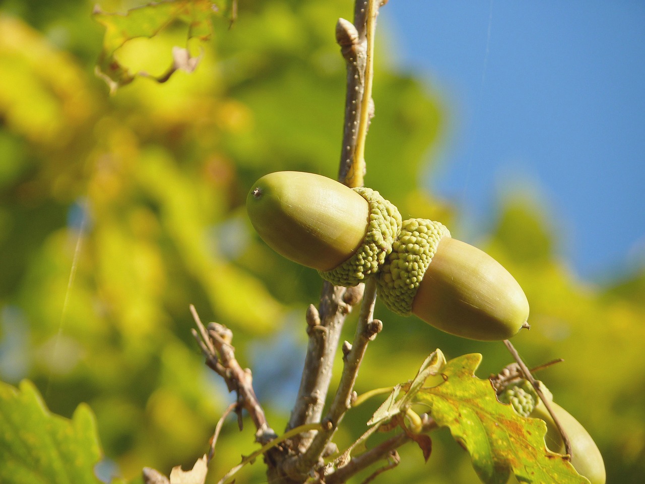 Image - acorn fruit tree oak fruit