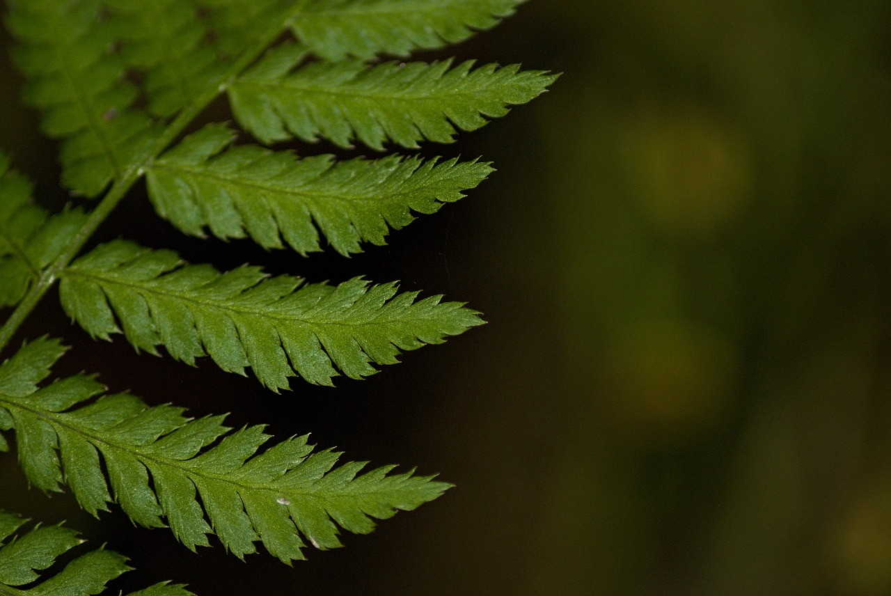 Image - macro fern green bracken plant