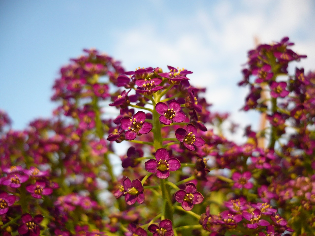 Image - flower purple macro nature