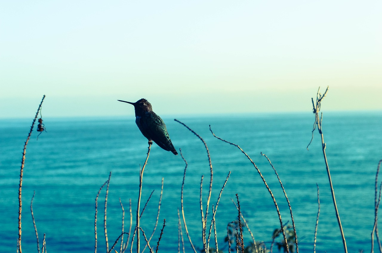 Image - hummingbird seaview blues