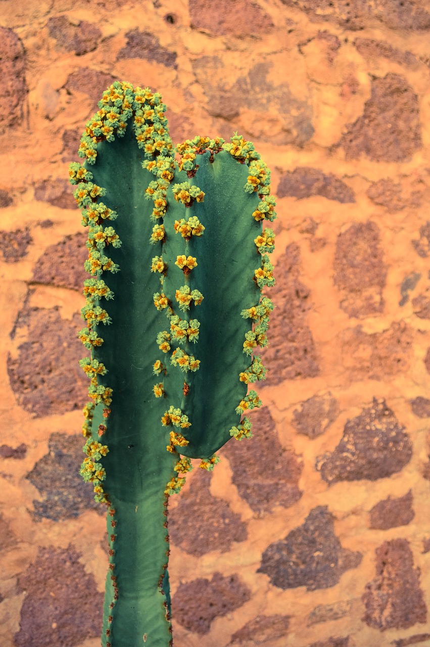 Image - cactus mexico brickwall green