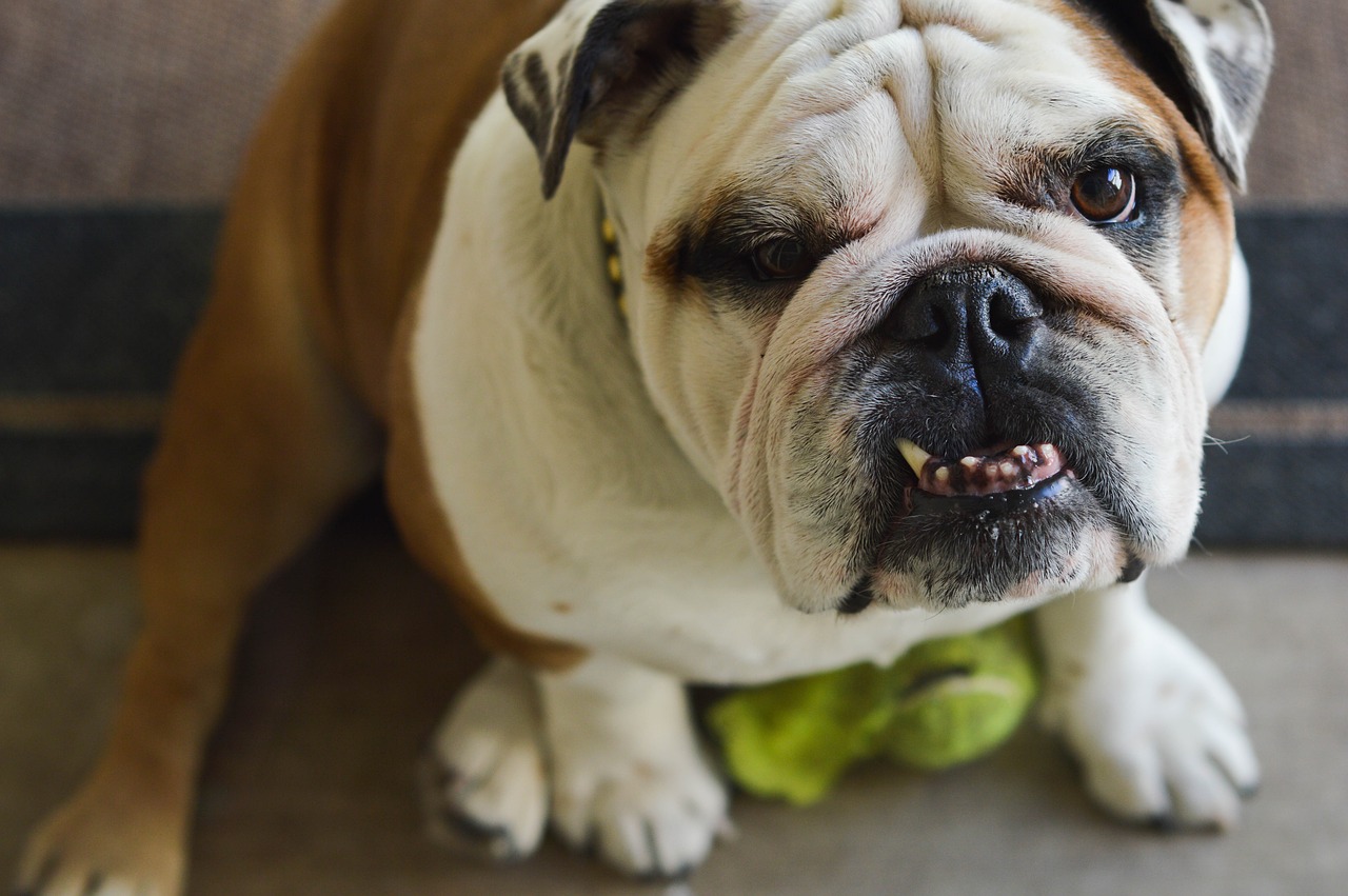 Image - bulldog underbite dog canine