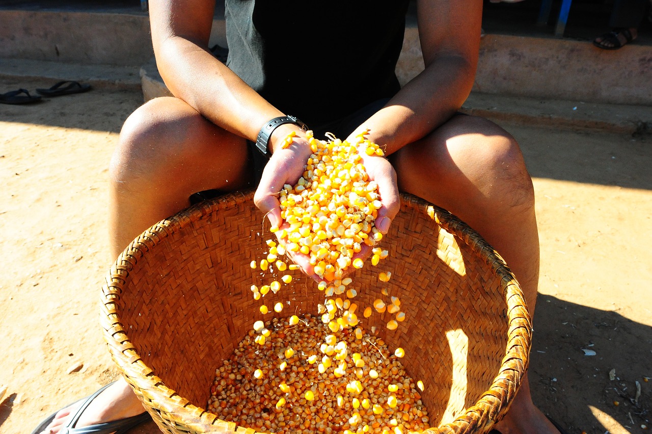 Image - corn farming nepal harvest food