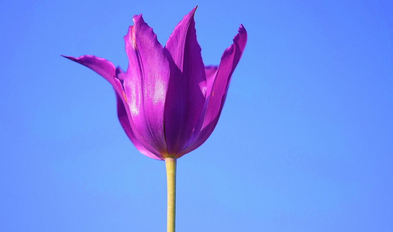 Image - flower plant blossom nature lilac