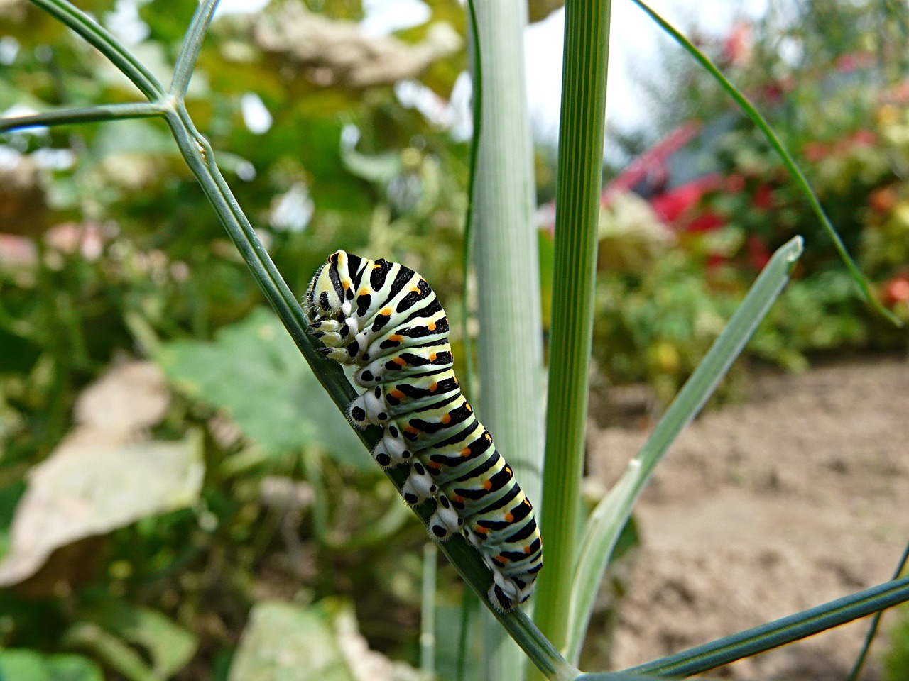 Image - close caterpillar dill