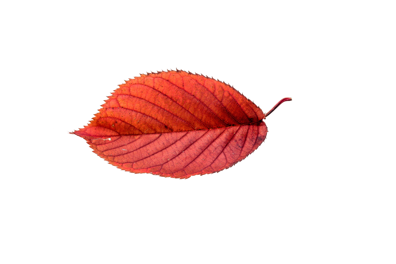 Image - autumn leaves leaf transparent