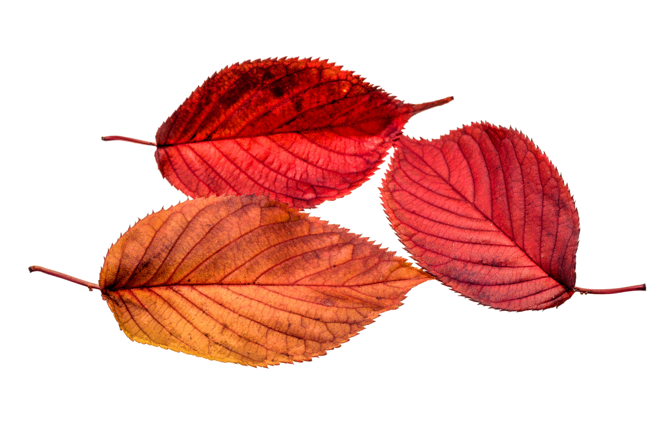 Image - autumn leaves leaf transparent