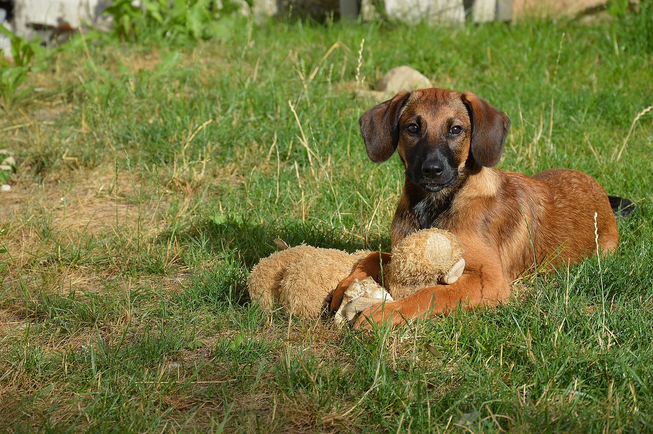 Image - dog pet hybrid young dog