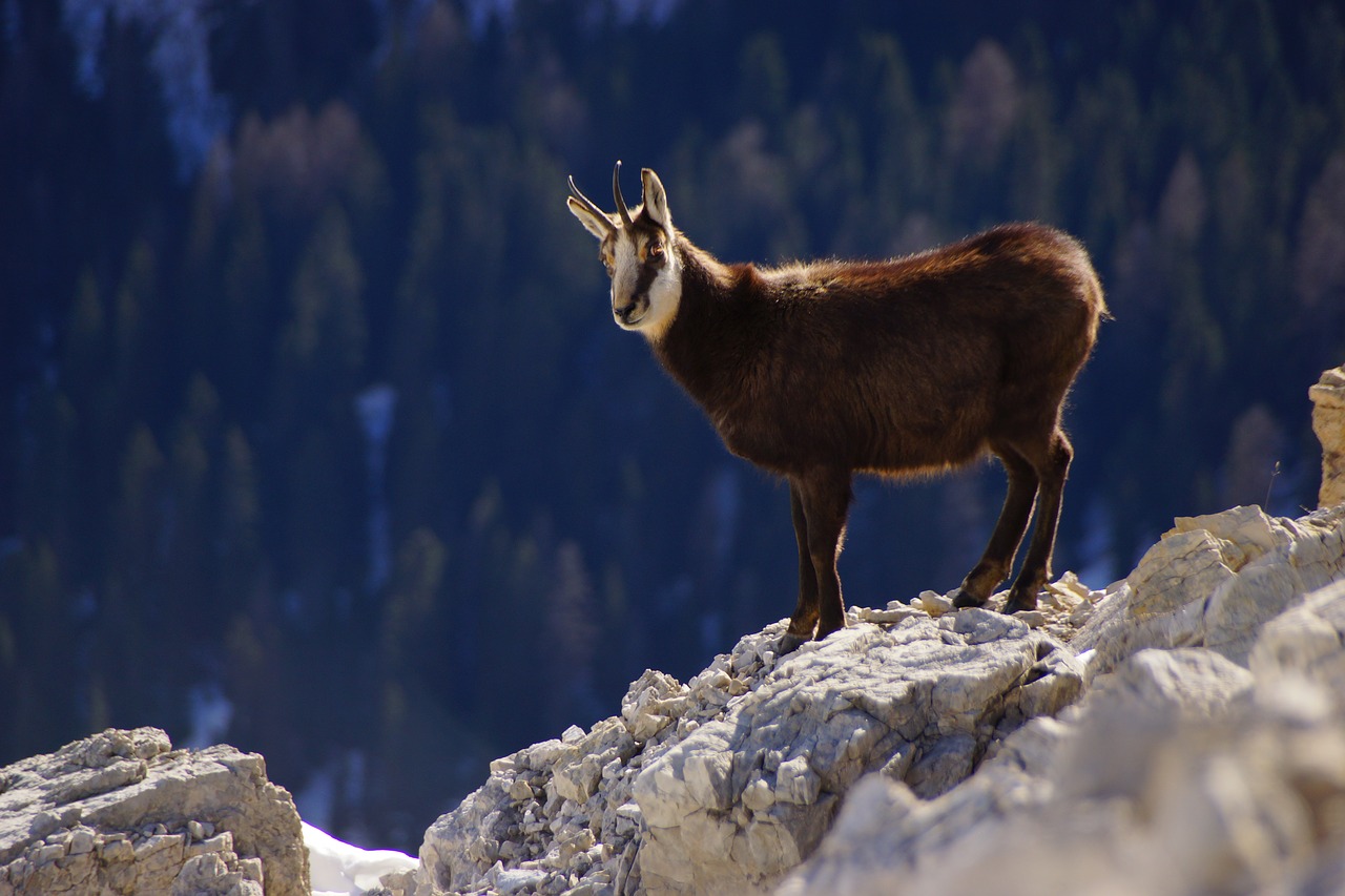 Image - chamois dolomites mountain animal