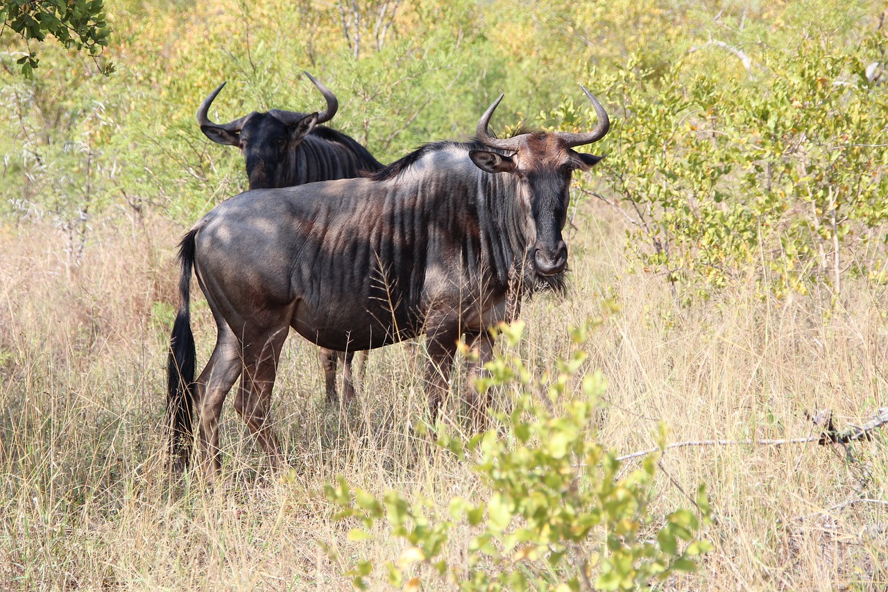 Image - wildebeest nature