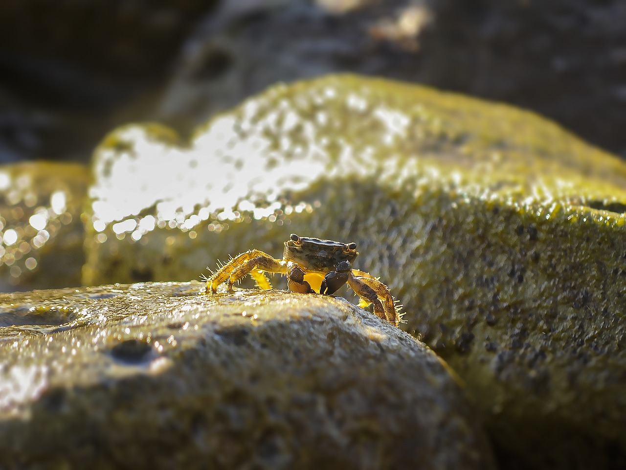 Image - cancer sea animal crab
