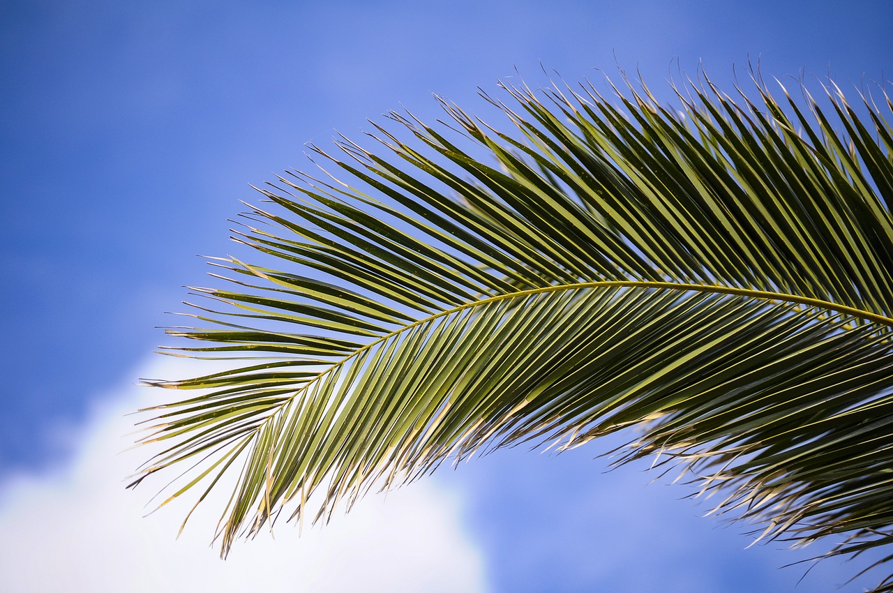 Image - james plant branches palm branch