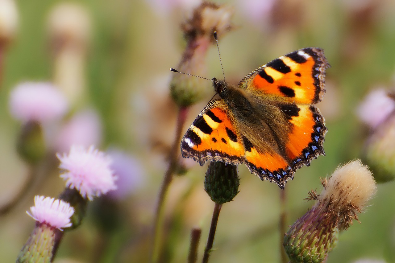 Image - animals butterfly little fox insect