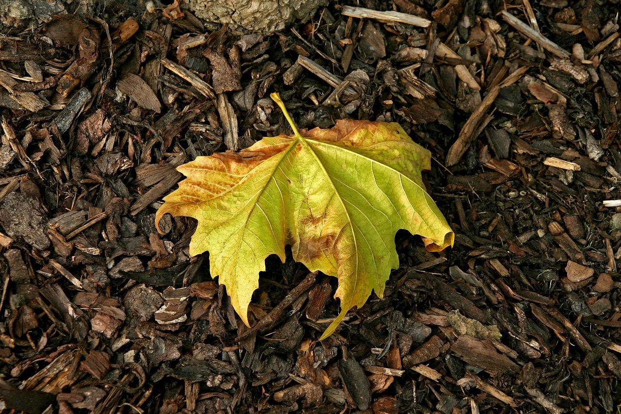Image - leaf autumn autumn leaves fall