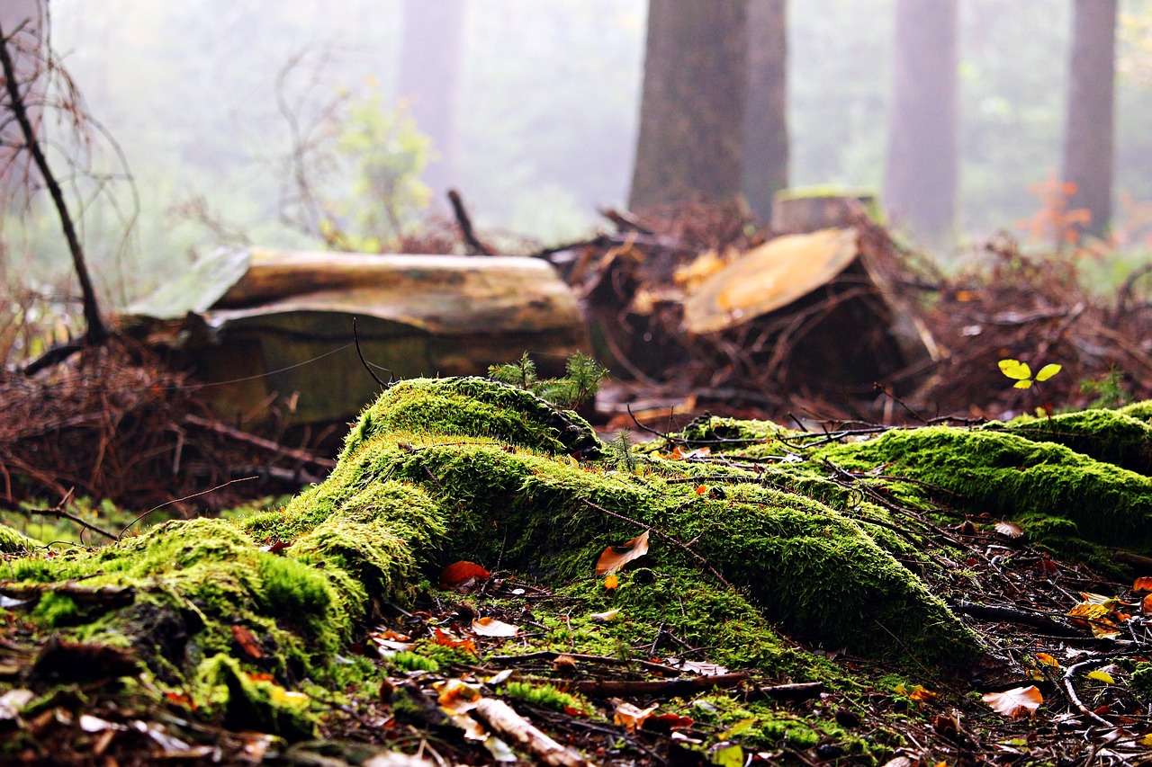 Image - forest moss tree stump leaves