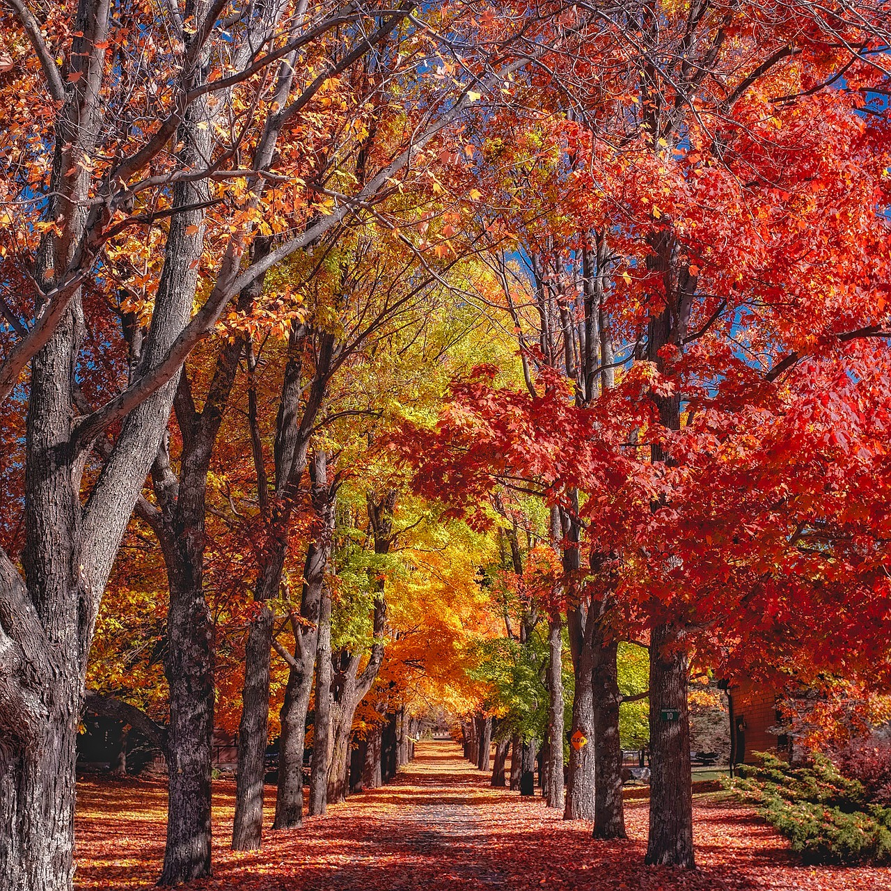 Image - fall autumn trees colorful foliage