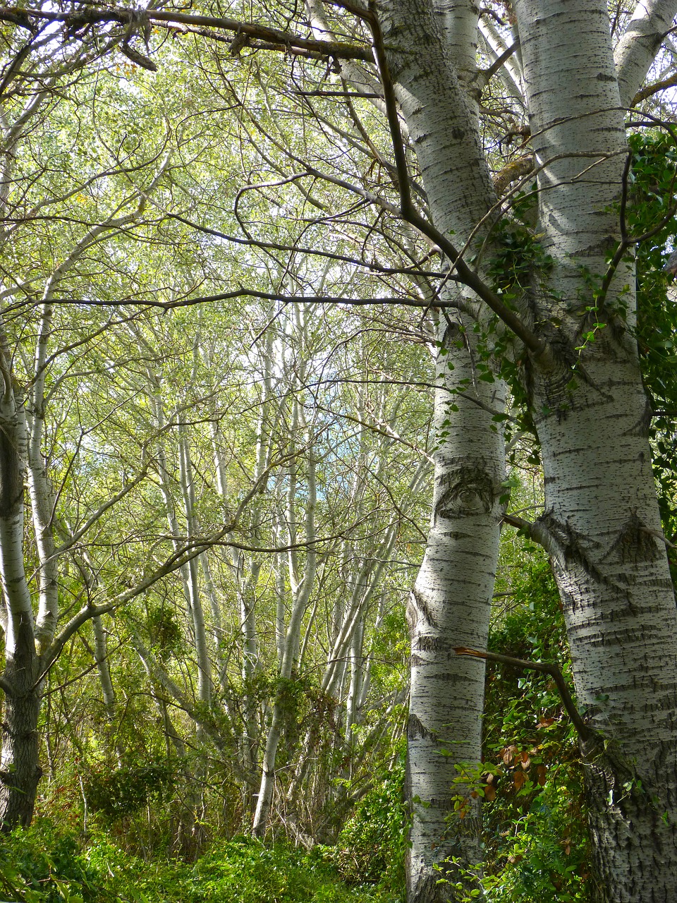 Image - white poplar riparian forest alameda