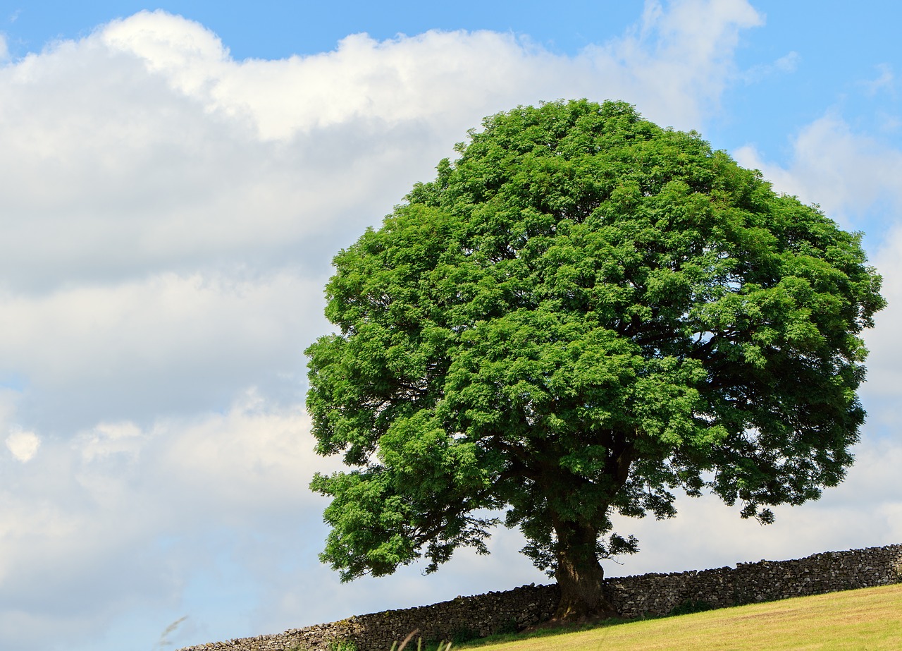 Image - tree green leaves nature grass