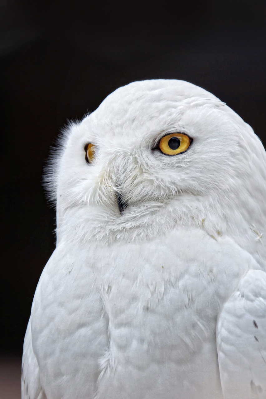 Image - owl yellow eyes white bird close