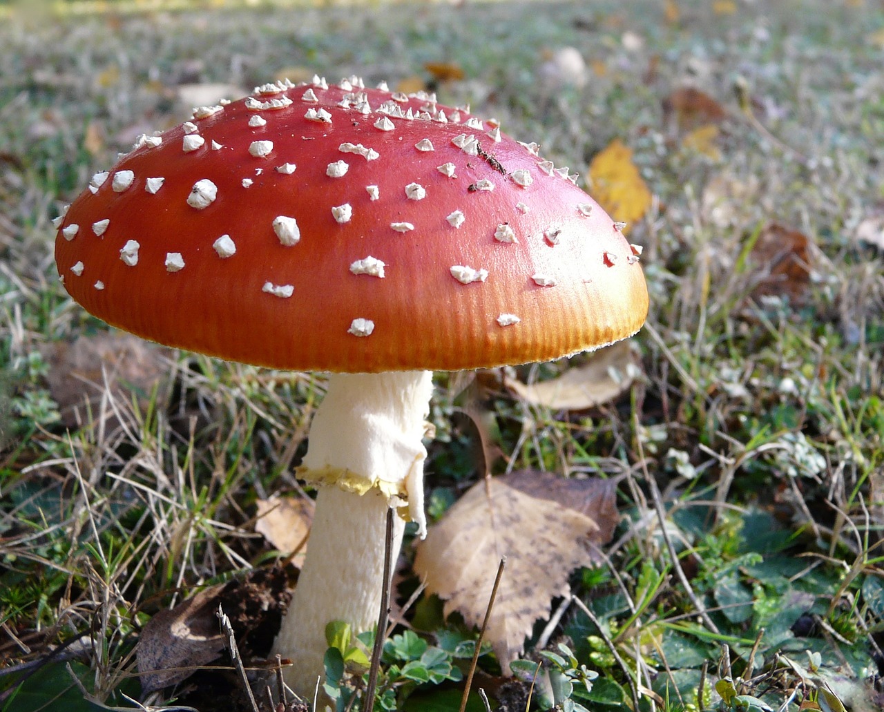 Image - mushroom poison red fungus nature