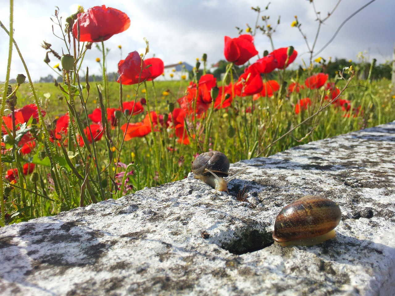 Image - snail animal poppies spring