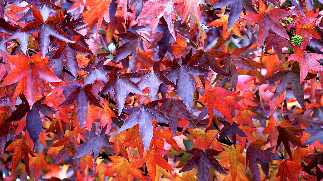 Image - leaves red autumn fall leaf